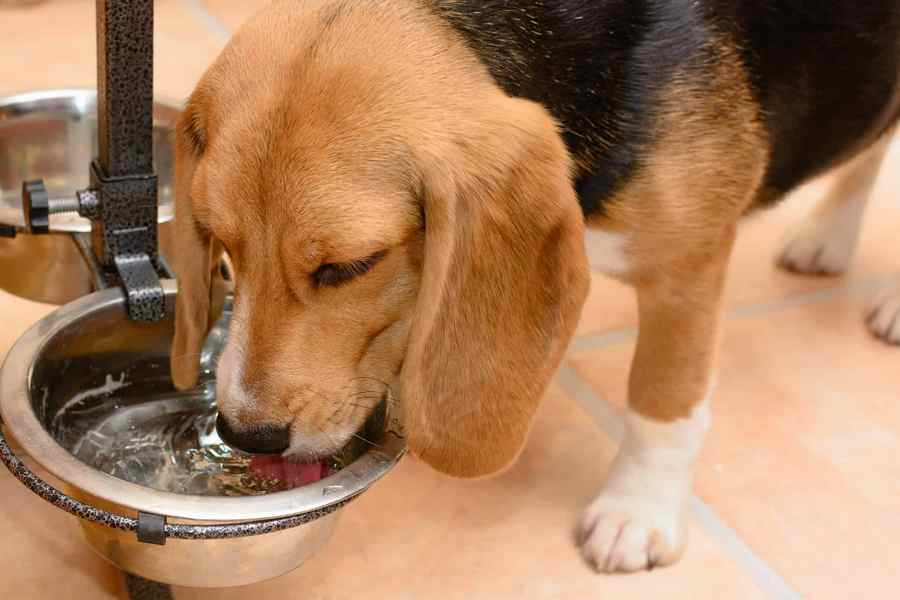 Pet Safety Tips for Ramadan: Keep Them Safe and Protected